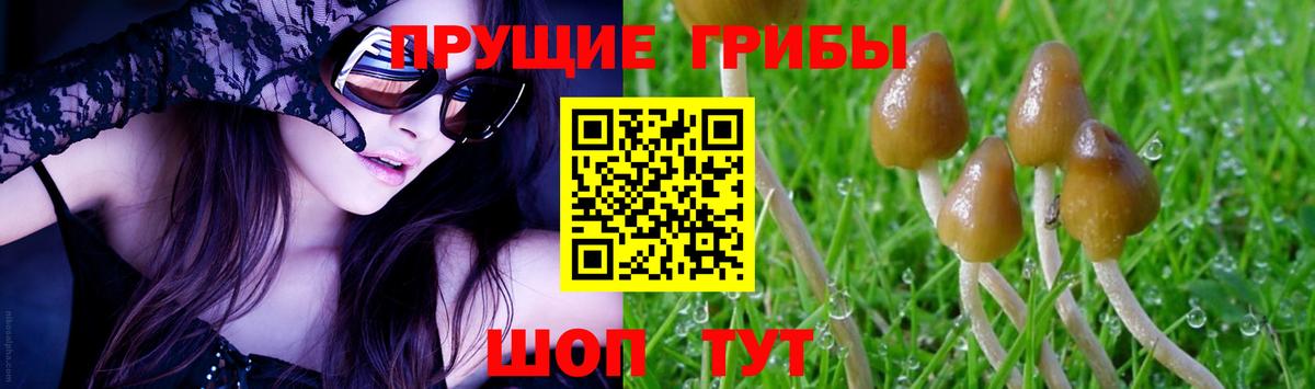 Галлюциногенные грибы Psilocybe  Вход с VPN  Белорецк 